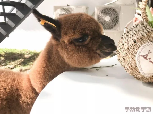 动物之森手游:咖啡厅全面介绍及其多样作用热解 动物之森手游:咖啡厅全面介绍及其多样作用热解