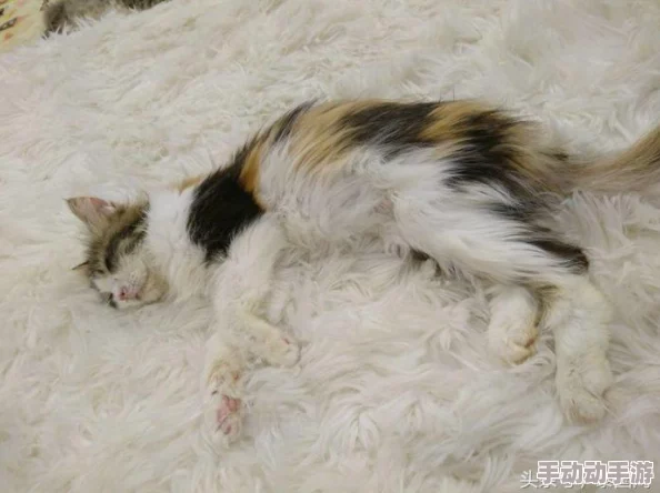 动物之森手游:咖啡厅全面介绍及其多样作用热解 动物之森手游:咖啡厅全面介绍及其多样作用热解