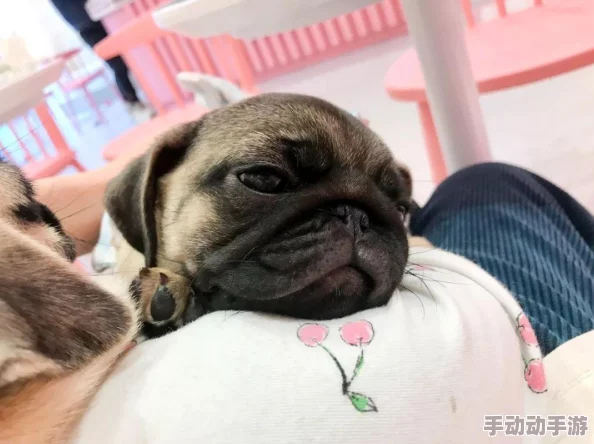 动物之森手游:咖啡厅全面介绍及其多样作用热解 动物之森手游:咖啡厅全面介绍及其多样作用热解