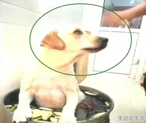 狗操女人、逼：为何这类低俗色情内容在某些群体中受欢迎？是性压抑还是道德沦丧？