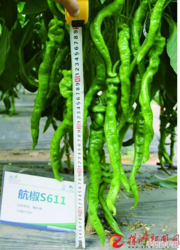 萝卜又叫黄9·18航天蔬菜新品种太空萝卜试种成功