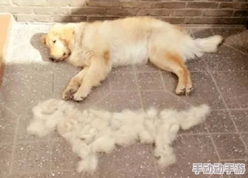 倾心小镇:详解小金毛康宝蓝的精致烹饪指南 倾心小镇:详解小金毛康宝蓝的精致烹饪指南