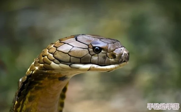 猎杀对决上线时间揭晓,精彩内容抢先看 猎杀对决上线时间揭晓,精彩内容抢先看