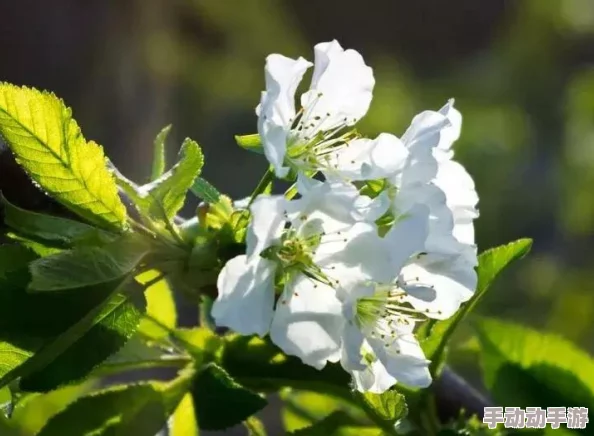 《植物大战僵尸融合版》樱桃南瓜，是惊喜还是惊吓？