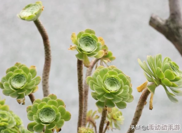 原始传奇法师有什么技能可以在地上持续造成伤害？