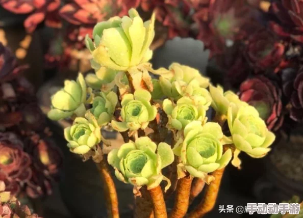 原始传奇法师有什么技能可以在地上持续造成伤害？