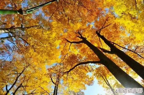 《DNF》金秋版本苏醒之森怎么玩? 《DNF》金秋版本苏醒之森怎么玩?